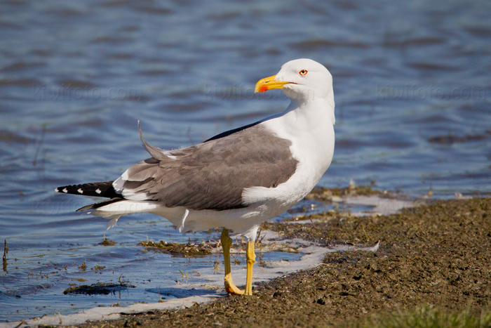 Lesser Black-backed Gull Image @ Kiwifoto.com