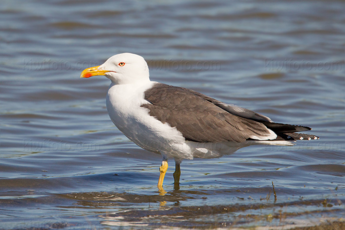 Lesser Black-backed Gull Image @ Kiwifoto.com