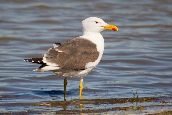 Lesser Black-backed Gull Picture @ Kiwifoto.com