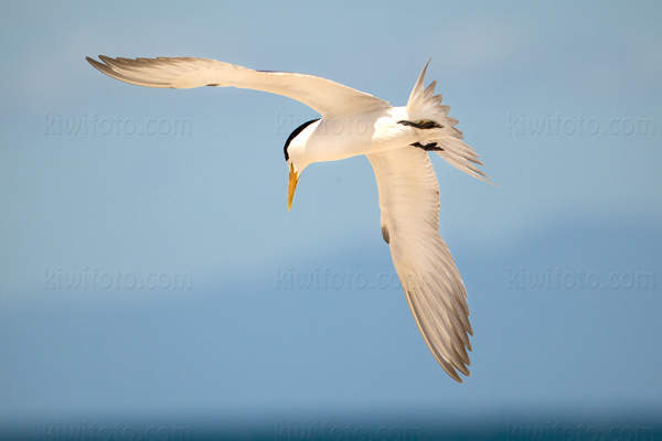 Lesser Crested Tern Photo @ Kiwifoto.com