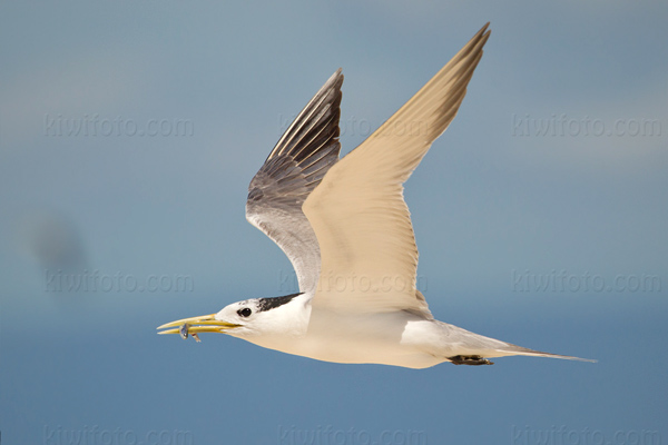 Lesser Crested Tern Picture @ Kiwifoto.com