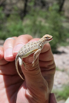 Lesser Earless Lizard