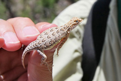 Lesser Earless Lizard (gravid female)