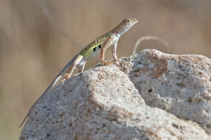 Lesser Earless Lizard (juvenile male)