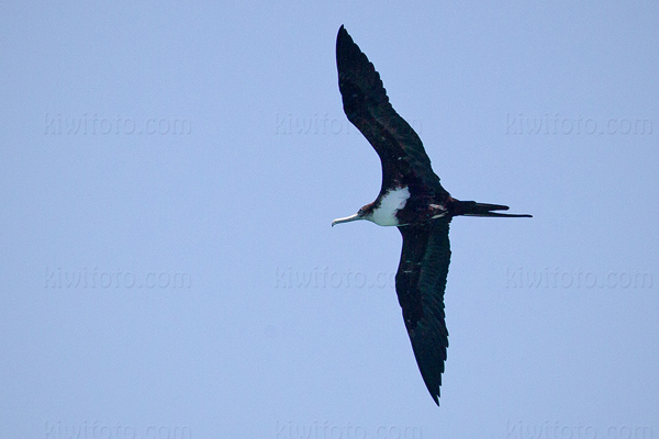 Lesser Frigatebird Photo @ Kiwifoto.com