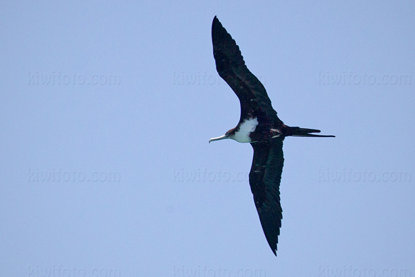 Lesser Frigatebird Picture @ Kiwifoto.com