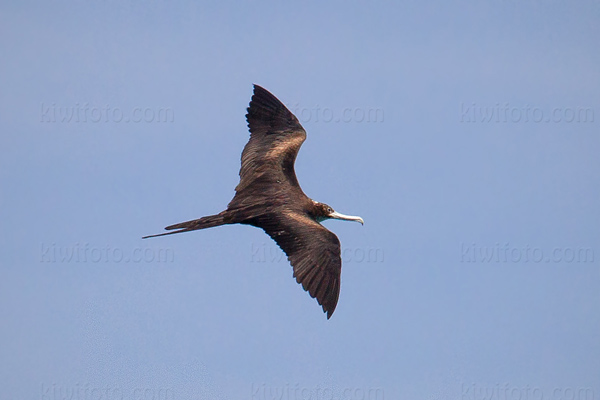 Lesser Frigatebird