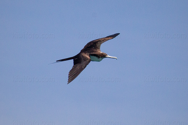 Lesser Frigatebird Image @ Kiwifoto.com