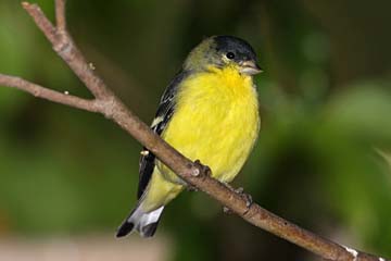 Lesser Goldfinch Picture @ Kiwifoto.com