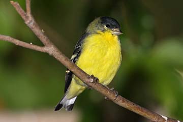 Lesser Goldfinch Image @ Kiwifoto.com