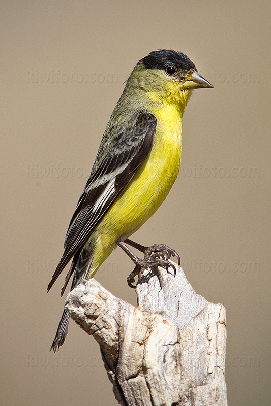 Lesser Goldfinch Photo @ Kiwifoto.com