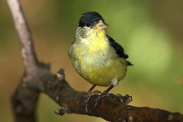 Lesser Goldfinch Image @ Kiwifoto.com
