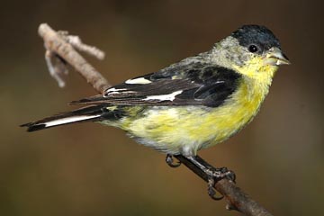 Lesser Goldfinch Picture @ Kiwifoto.com