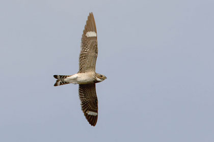 Lesser Nighthawk