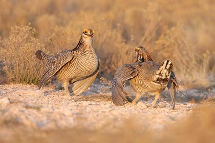 Lesser Prairie-Chicken Image @ Kiwifoto.com