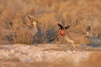 Lesser Prairie-Chicken Image @ Kiwifoto.com