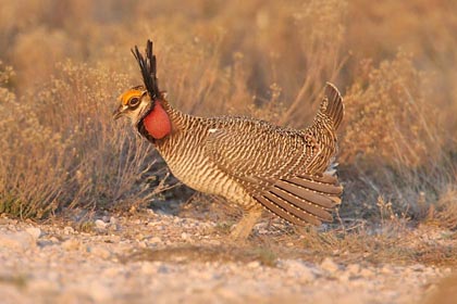 Lesser Prairie-Chicken Image @ Kiwifoto.com
