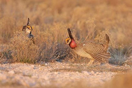 Lesser Prairie-Chicken Image @ Kiwifoto.com