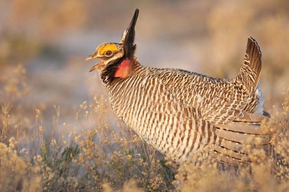 Lesser Prairie-Chicken Picture @ Kiwifoto.com