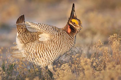 Lesser Prairie-Chicken Image @ Kiwifoto.com