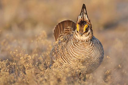 Lesser Prairie-Chicken Image @ Kiwifoto.com