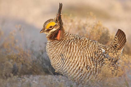 Lesser Prairie-Chicken Image @ Kiwifoto.com