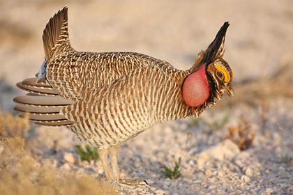 Lesser Prairie-Chicken Picture @ Kiwifoto.com