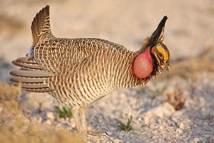 Lesser Prairie-Chicken Photo @ Kiwifoto.com