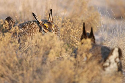 Lesser Prairie-Chicken Photo @ Kiwifoto.com