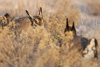 Lesser Prairie-Chicken Picture @ Kiwifoto.com