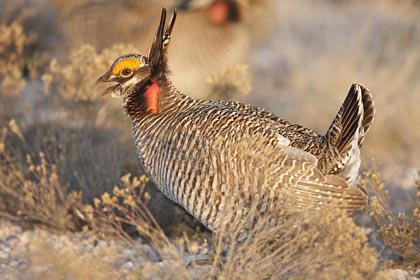 Lesser Prairie-Chicken Image @ Kiwifoto.com