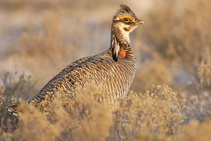 Lesser Prairie-Chicken Image @ Kiwifoto.com