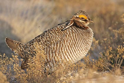 Lesser Prairie-Chicken Image @ Kiwifoto.com