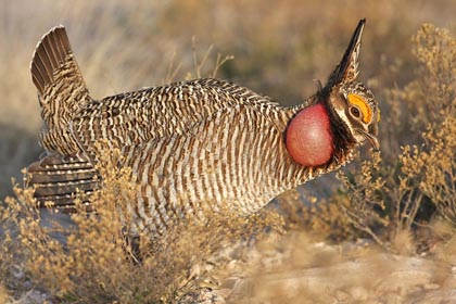 Lesser Prairie-Chicken Image @ Kiwifoto.com