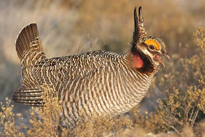 Lesser Prairie-Chicken Photo @ Kiwifoto.com