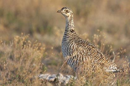 Lesser Prairie-Chicken Image @ Kiwifoto.com