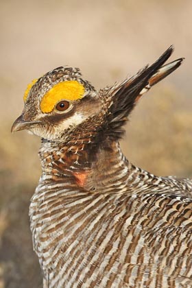 Lesser Prairie-Chicken Picture @ Kiwifoto.com