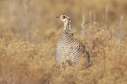 Lesser Prairie-Chicken Image @ Kiwifoto.com