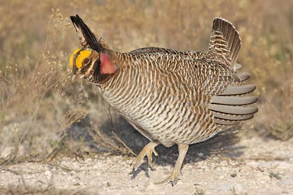 Lesser Prairie-Chicken Photo @ Kiwifoto.com