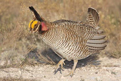 Lesser Prairie-Chicken Image @ Kiwifoto.com