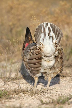 Lesser Prairie-Chicken Photo @ Kiwifoto.com