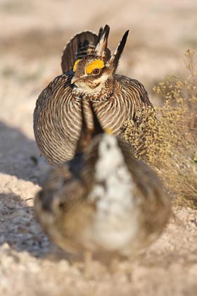 Lesser Prairie-Chicken Image @ Kiwifoto.com