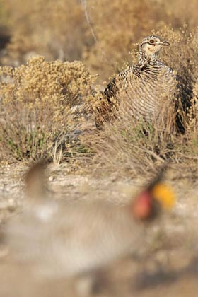 Lesser Prairie-Chicken Image @ Kiwifoto.com