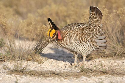 Lesser Prairie-Chicken Picture @ Kiwifoto.com