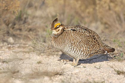 Lesser Prairie-Chicken Photo @ Kiwifoto.com