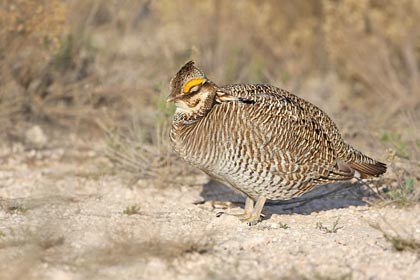 Lesser Prairie-Chicken Image @ Kiwifoto.com