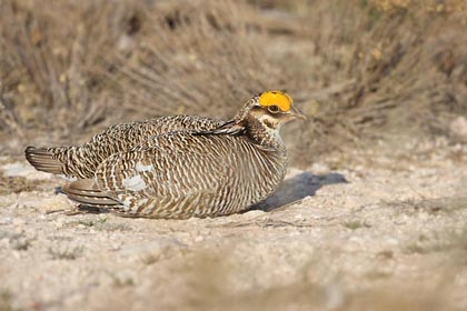 Lesser Prairie-Chicken Photo @ Kiwifoto.com