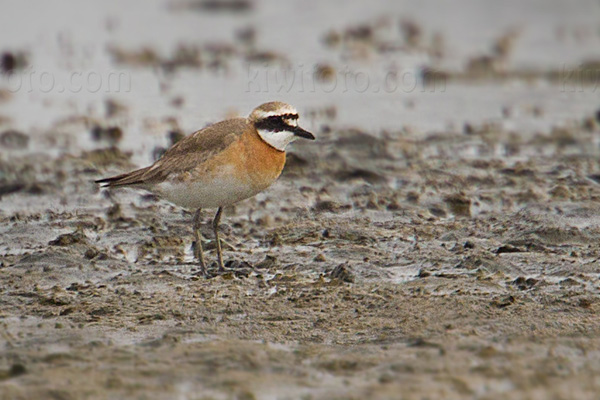 Lesser Sand-Plover Photo @ Kiwifoto.com