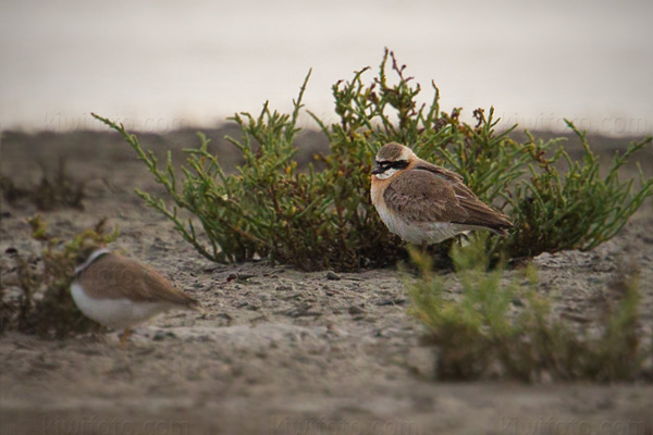 Lesser Sand-Plover Image @ Kiwifoto.com