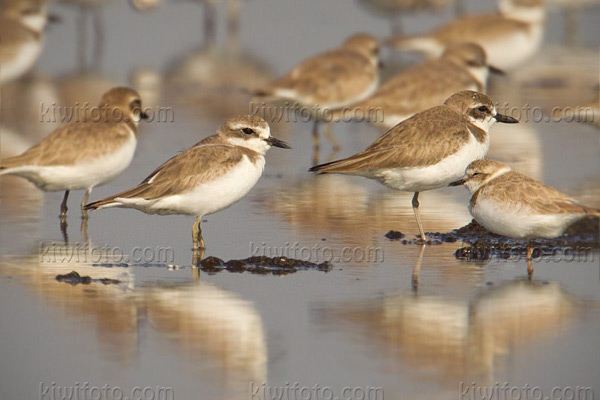 Lesser Sand-Plover Photo @ Kiwifoto.com